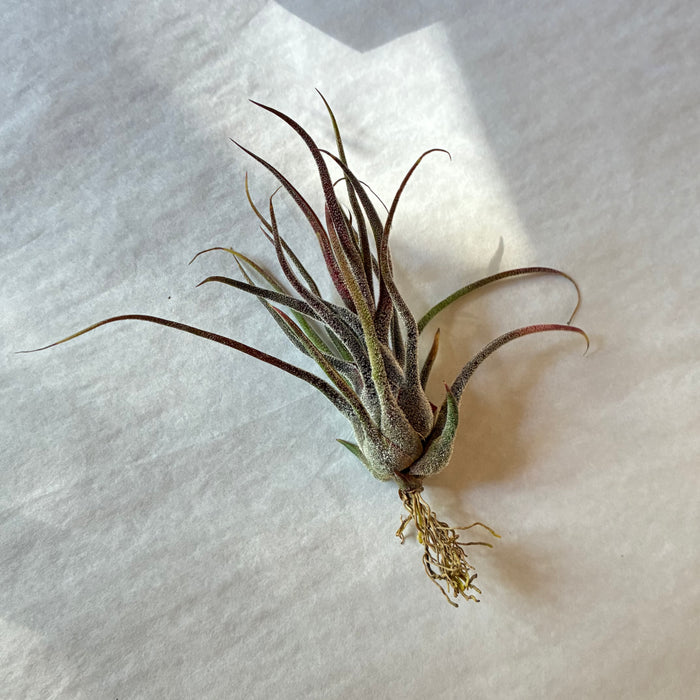 A609 Tillandsia pruinosa Guatemala - Medium