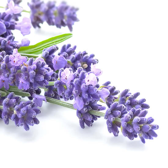 Q Smart Spa Lotion | Lavender Verbena