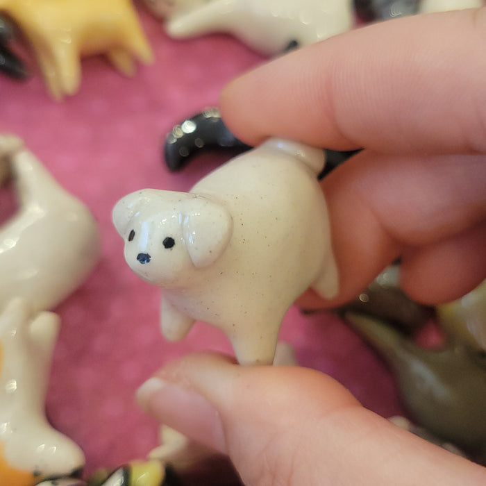 SP - Bichon