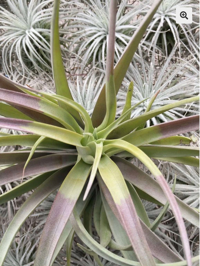 A603 Tillandsia Capitata Yellow Large form