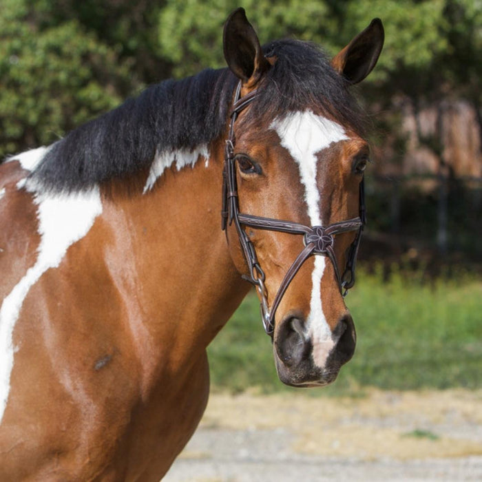 ExionPro Designer Fancy Stitched Figure 8 English Bridle With Rubber Reins
