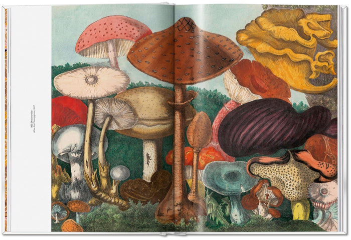 Gourmand's Mushroom. A Collection of Stories & Recipes