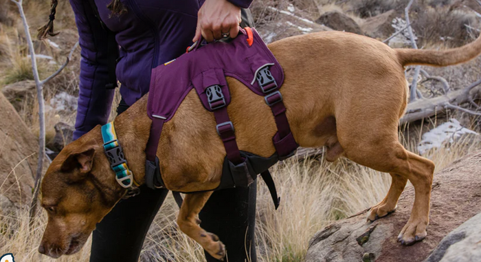 Ruffwear - Webmaster